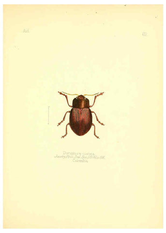 Reproducción/Reproduction 6025829325: Aid to the identification of insects. v.1. London :E.W. Janson,1880-90
