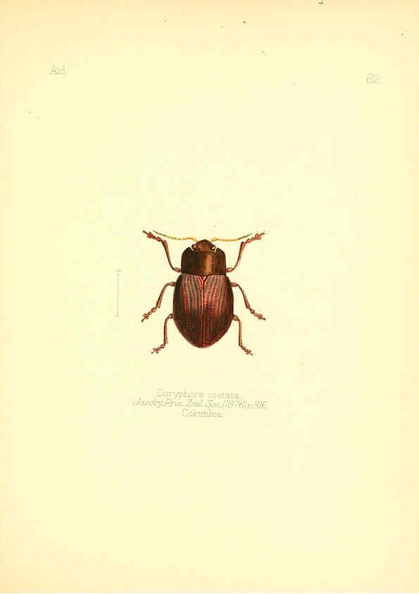 Reproducción/Reproduction 6025829325: Aid to the identification of insects. v.1. London :E.W. Janson,1880-90