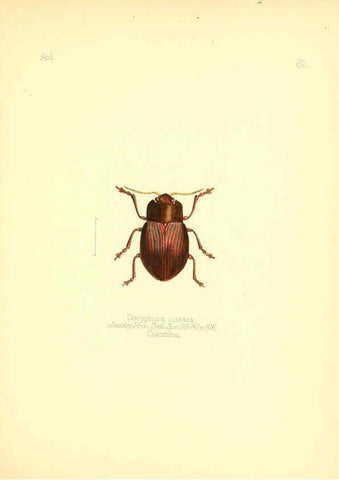 Reproducción/Reproduction 6025829325: Aid to the identification of insects. v.1. London :E.W. Janson,1880-90