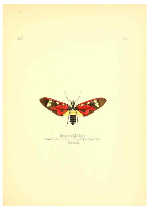 Reproducción/Reproduction 6025829539: Aid to the identification of insects. v.1. London :E.W. Janson,1880-90