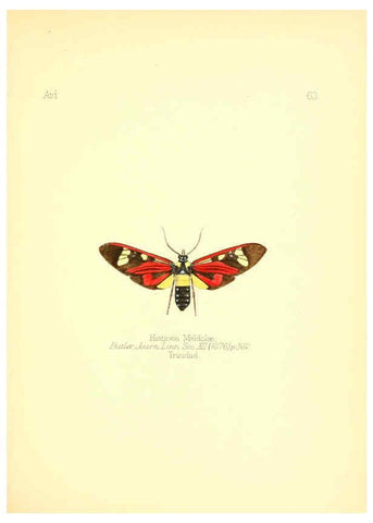 Reproducción/Reproduction 6025829539: Aid to the identification of insects. v.1. London :E.W. Janson,1880-90
