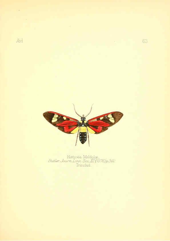 Reproducción/Reproduction 6025829539: Aid to the identification of insects. v.1. London :E.W. Janson,1880-90
