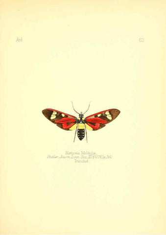 Reproducción/Reproduction 6025829539: Aid to the identification of insects. v.1. London :E.W. Janson,1880-90