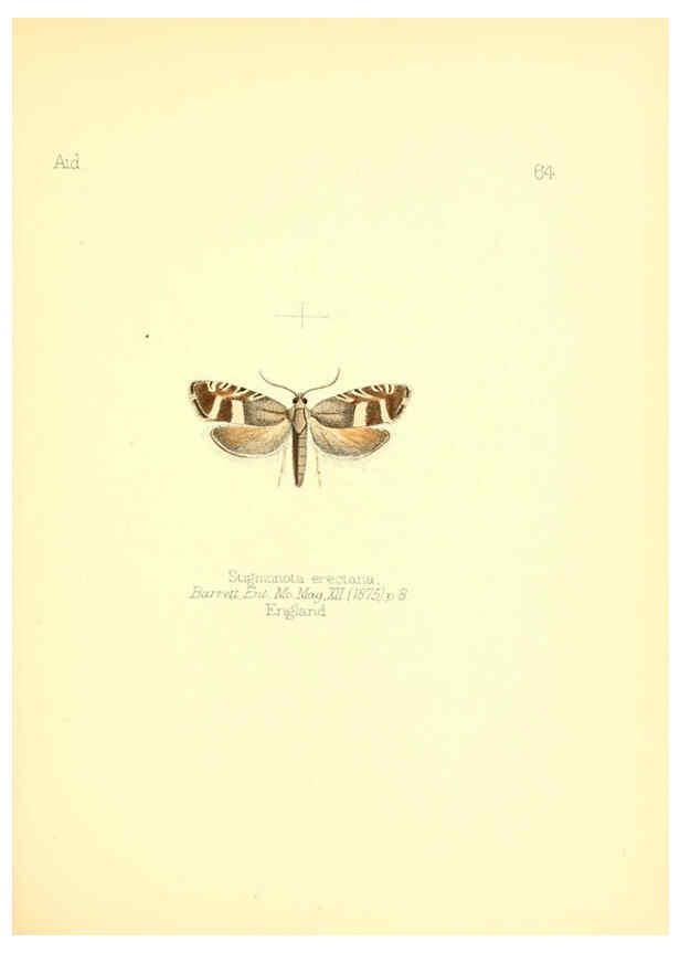 Reproducción/Reproduction 6025829841: Aid to the identification of insects. v.1. London :E.W. Janson,1880-90