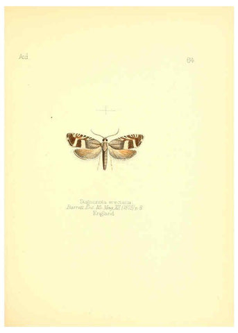 Reproducción/Reproduction 6025829841: Aid to the identification of insects. v.1. London :E.W. Janson,1880-90