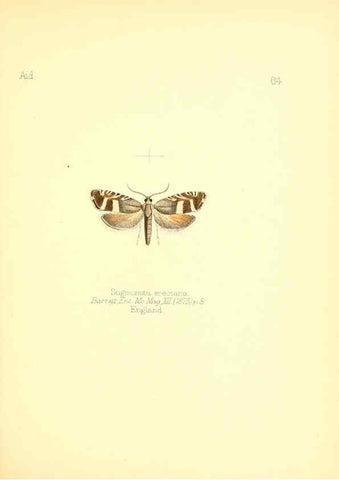 Reproducción/Reproduction 6025829841: Aid to the identification of insects. v.1. London :E.W. Janson,1880-90