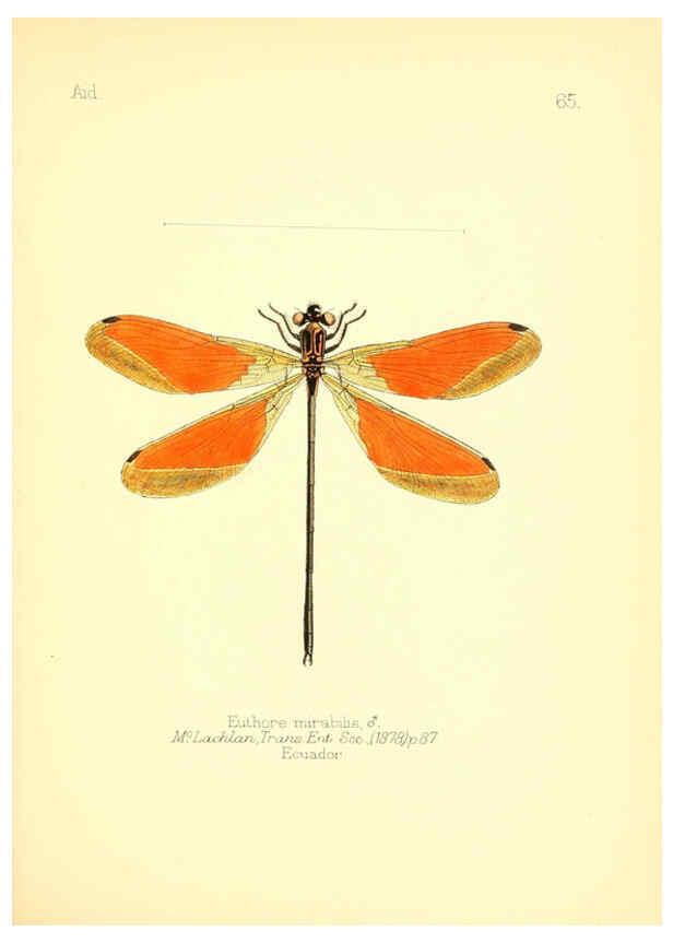 Reproducción/Reproduction 6025830119: Aid to the identification of insects. v.1. London :E.W. Janson,1880-90