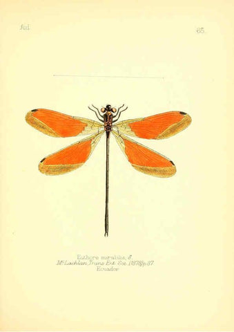 Reproducción/Reproduction 6025830119: Aid to the identification of insects. v.1. London :E.W. Janson,1880-90
