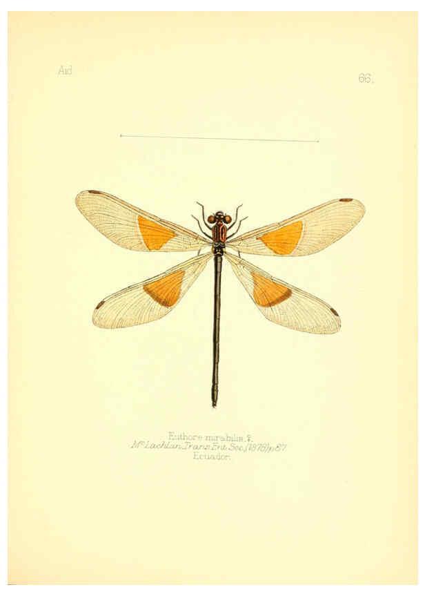 Reproducción/Reproduction 6025830453: Aid to the identification of insects. v.1. London :E.W. Janson,1880-90
