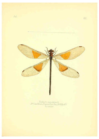 Reproducción/Reproduction 6025830453: Aid to the identification of insects. v.1. London :E.W. Janson,1880-90