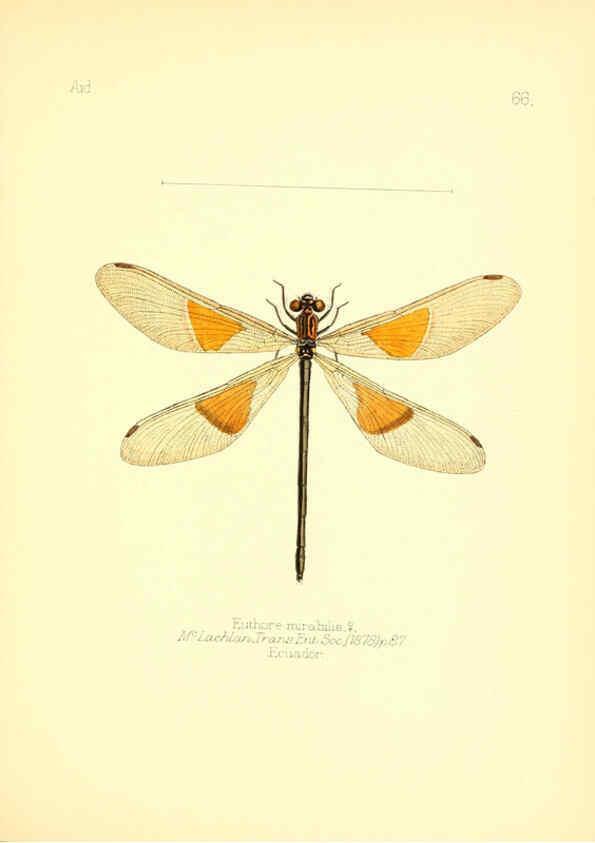 Reproducción/Reproduction 6025830453: Aid to the identification of insects. v.1. London :E.W. Janson,1880-90