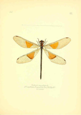 Reproducción/Reproduction 6025830453: Aid to the identification of insects. v.1. London :E.W. Janson,1880-90