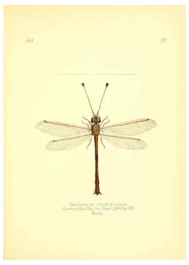 Reproducción/Reproduction 6025830711: Aid to the identification of insects. v.1. London :E.W. Janson,1880-90