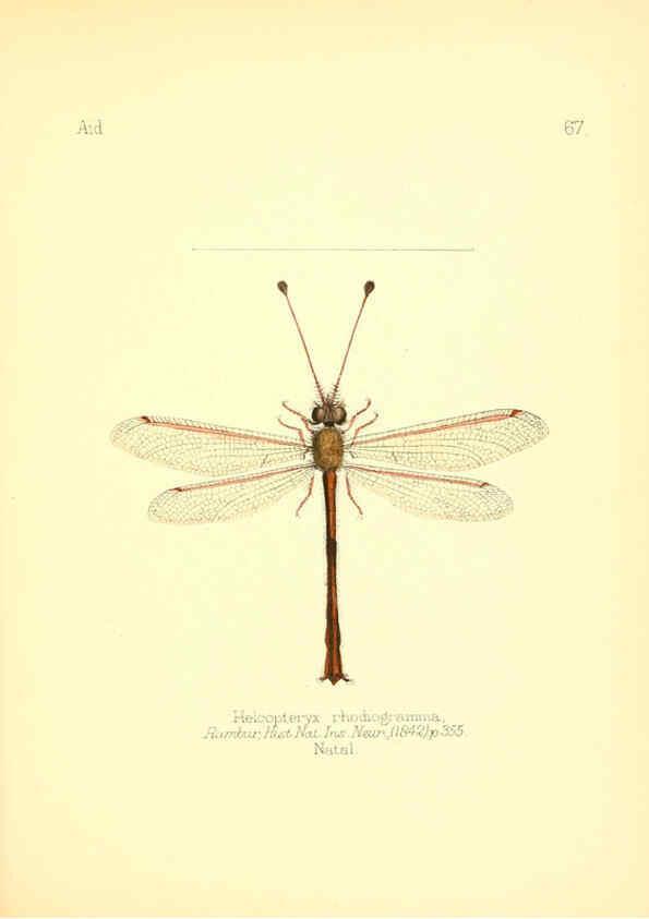Reproducción/Reproduction 6025830711: Aid to the identification of insects. v.1. London :E.W. Janson,1880-90