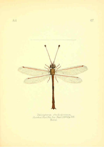 Reproducción/Reproduction 6025830711: Aid to the identification of insects. v.1. London :E.W. Janson,1880-90