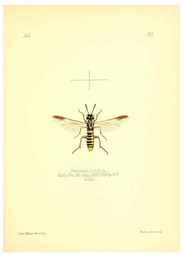 Reproducción/Reproduction 6026387984: Aid to the identification of insects. v.1. London :E.W. Janson,1880-90