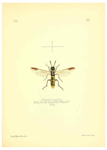 Reproducción/Reproduction 6026387984: Aid to the identification of insects. v.1. London :E.W. Janson,1880-90