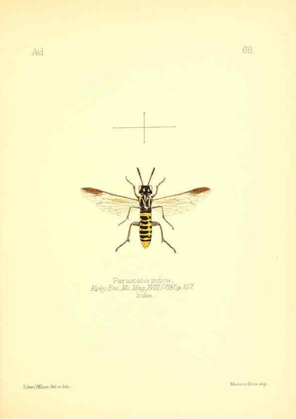 Reproducción/Reproduction 6026387984: Aid to the identification of insects. v.1. London :E.W. Janson,1880-90