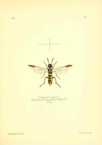 Reproducción/Reproduction 6026387984: Aid to the identification of insects. v.1. London :E.W. Janson,1880-90