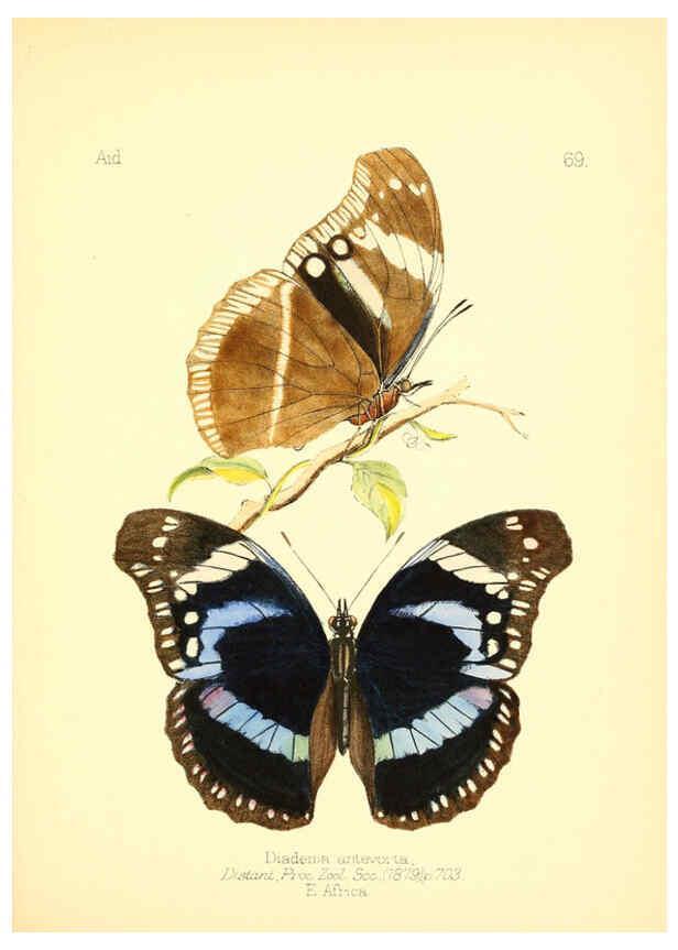 Reproducción/Reproduction 6025831339: Aid to the identification of insects. v.1. London :E.W. Janson,1880-90