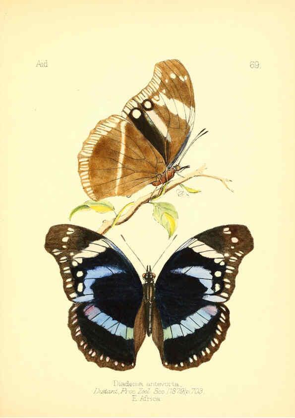 Reproducción/Reproduction 6025831339: Aid to the identification of insects. v.1. London :E.W. Janson,1880-90