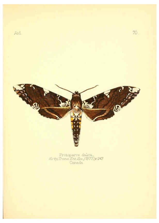 Reproducción/Reproduction 6026388552: Aid to the identification of insects. v.1. London :E.W. Janson,1880-90