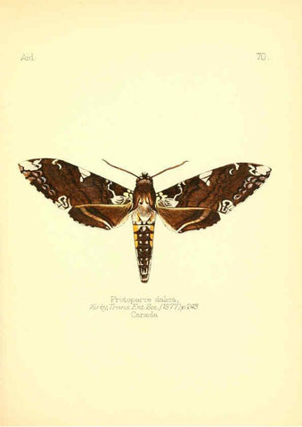Reproducción/Reproduction 6026388552: Aid to the identification of insects. v.1. London :E.W. Janson,1880-90
