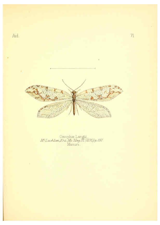 Reproducción/Reproduction 6026388838: Aid to the identification of insects. v.1. London :E.W. Janson,1880-90