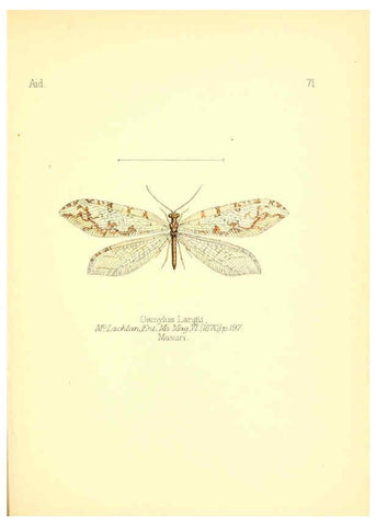 Reproducción/Reproduction 6026388838: Aid to the identification of insects. v.1. London :E.W. Janson,1880-90