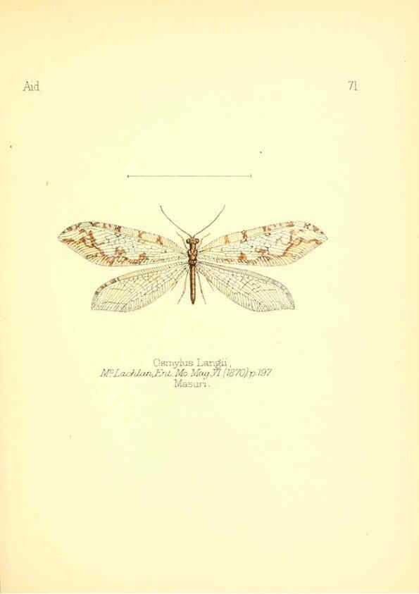 Reproducción/Reproduction 6026388838: Aid to the identification of insects. v.1. London :E.W. Janson,1880-90