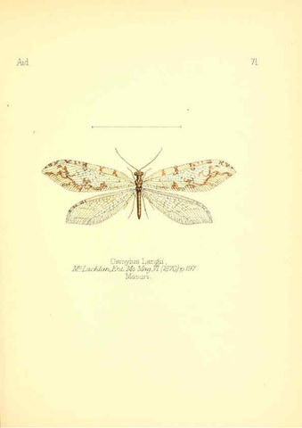 Reproducción/Reproduction 6026388838: Aid to the identification of insects. v.1. London :E.W. Janson,1880-90
