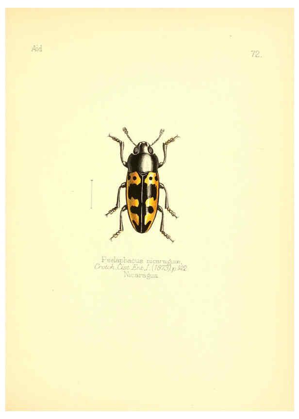 Reproducción/Reproduction 6026389152: Aid to the identification of insects. v.1. London :E.W. Janson,1880-90