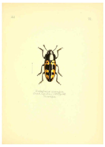Reproducción/Reproduction 6026389152: Aid to the identification of insects. v.1. London :E.W. Janson,1880-90