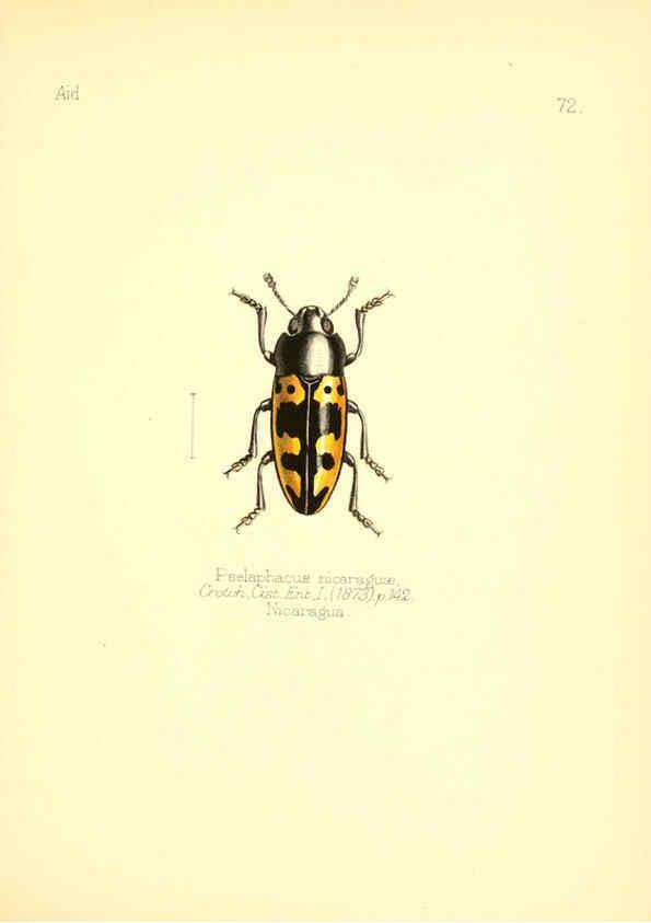 Reproducción/Reproduction 6026389152: Aid to the identification of insects. v.1. London :E.W. Janson,1880-90