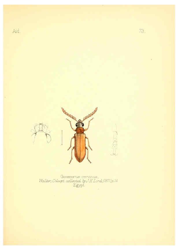 Reproducción/Reproduction 6026389360: Aid to the identification of insects. v.1. London :E.W. Janson,1880-90