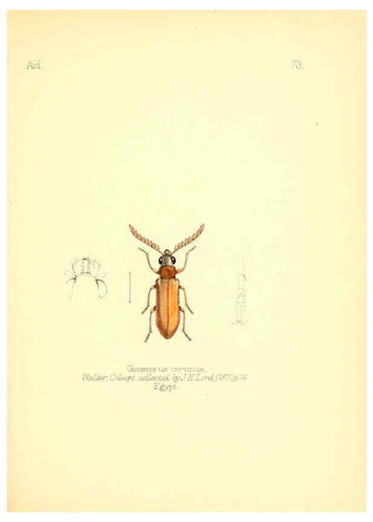Reproducción/Reproduction 6026389360: Aid to the identification of insects. v.1. London :E.W. Janson,1880-90