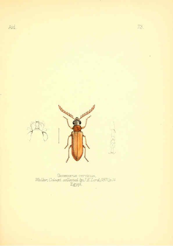 Reproducción/Reproduction 6026389360: Aid to the identification of insects. v.1. London :E.W. Janson,1880-90