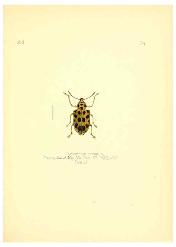 Reproducción/Reproduction 6026389676: Aid to the identification of insects. v.1. London :E.W. Janson,1880-90