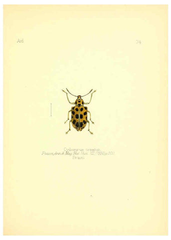 Reproducción/Reproduction 6026389676: Aid to the identification of insects. v.1. London :E.W. Janson,1880-90