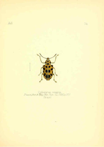 Reproducción/Reproduction 6026389676: Aid to the identification of insects. v.1. London :E.W. Janson,1880-90