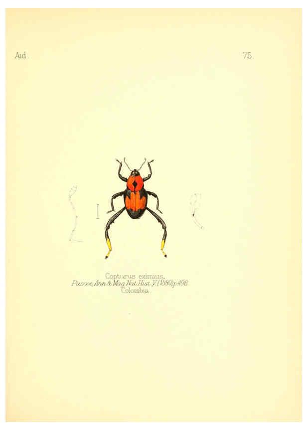 Reproducción/Reproduction 6026389888: Aid to the identification of insects. v.1. London :E.W. Janson,1880-90