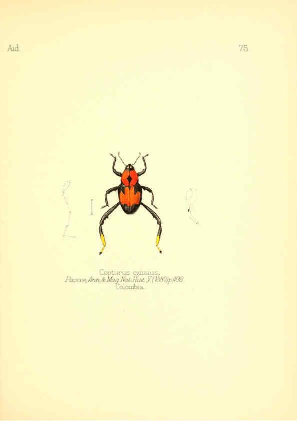 Reproducción/Reproduction 6026389888: Aid to the identification of insects. v.1. London :E.W. Janson,1880-90