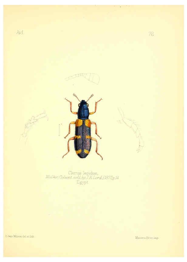 Reproducción/Reproduction 6026390144: Aid to the identification of insects. v.1. London :E.W. Janson,1880-90