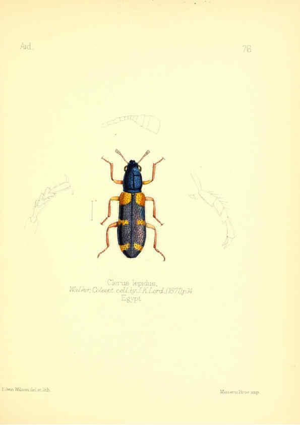 Reproducción/Reproduction 6026390144: Aid to the identification of insects. v.1. London :E.W. Janson,1880-90