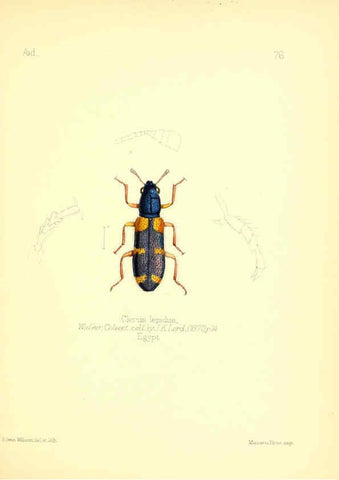 Reproducción/Reproduction 6026390144: Aid to the identification of insects. v.1. London :E.W. Janson,1880-90