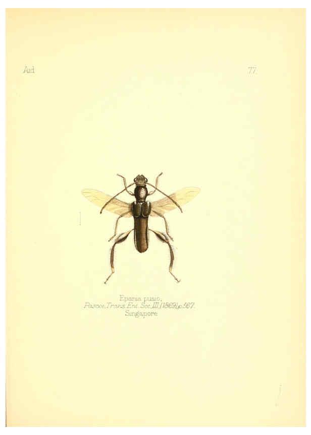 Reproducción/Reproduction 6026390452: Aid to the identification of insects. v.1. London :E.W. Janson,1880-90