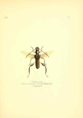 Reproducción/Reproduction 6026390452: Aid to the identification of insects. v.1. London :E.W. Janson,1880-90