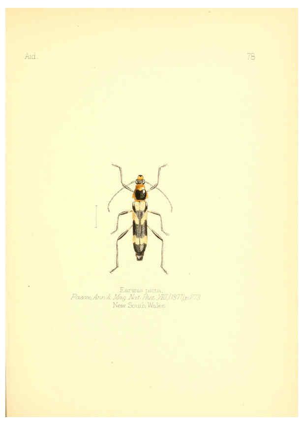 Reproducción/Reproduction 6025833975: Aid to the identification of insects. v.1. London :E.W. Janson,1880-90