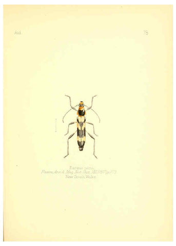 Reproducción/Reproduction 6025833975: Aid to the identification of insects. v.1. London :E.W. Janson,1880-90