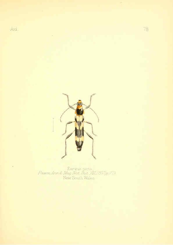 Reproducción/Reproduction 6025833975: Aid to the identification of insects. v.1. London :E.W. Janson,1880-90